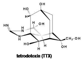 河豚毒素是顶级毒药照旧良药?