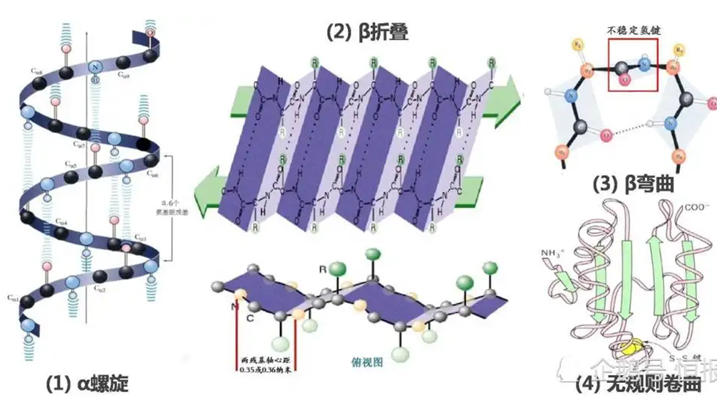 卵白药物的剖析评价要领